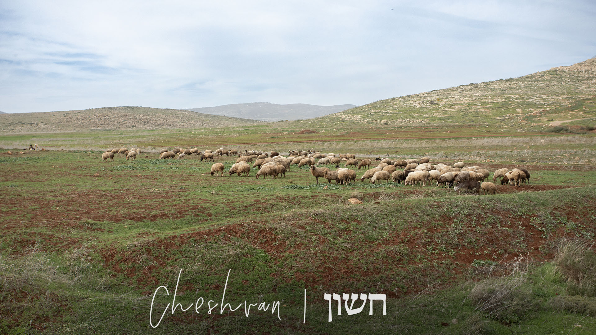 Cheshvan, Biblical Calendar, Hebrew, Rabbi Jason Sobel