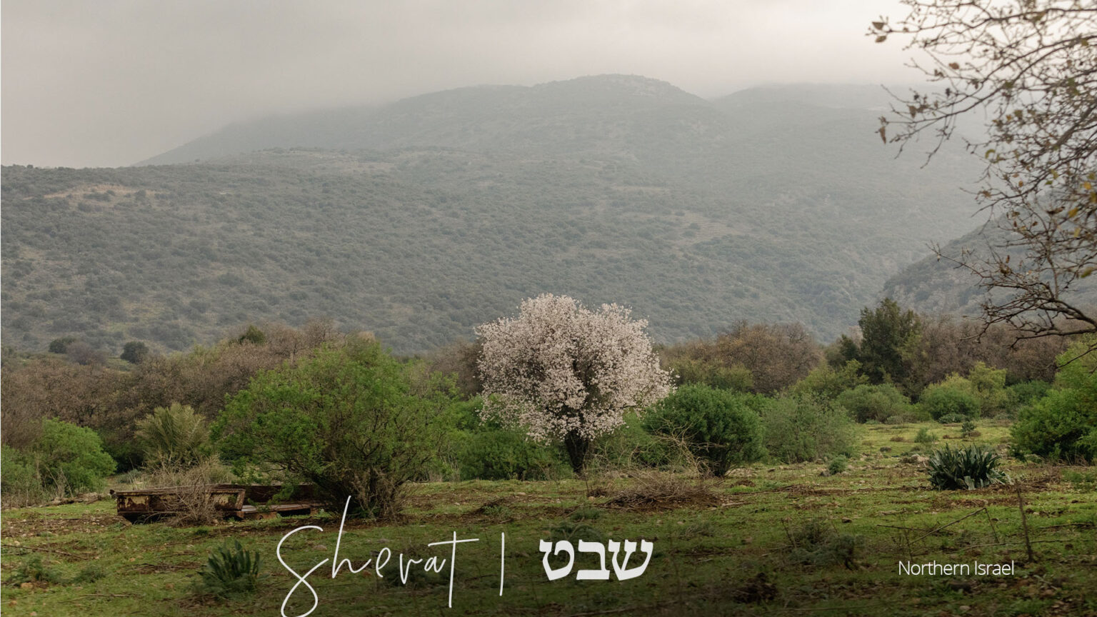 Shevat The Month of Blessings and Fruitfulness in the Hebrew Calendar
