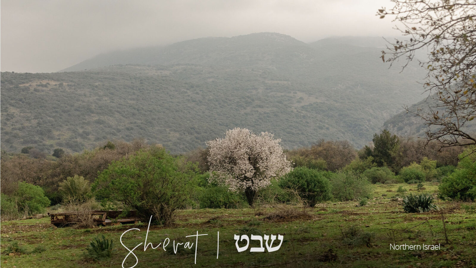 Shevat, Biblical Calendar, Hebrew, Rabbi Jason Sobel