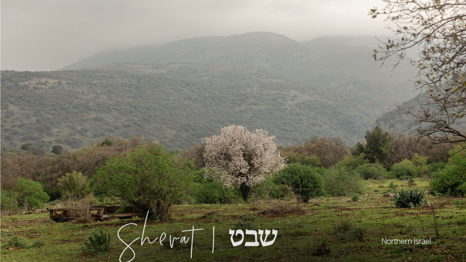 Shevat The Month of Blessings and Fruitfulness in the Hebrew Calendar