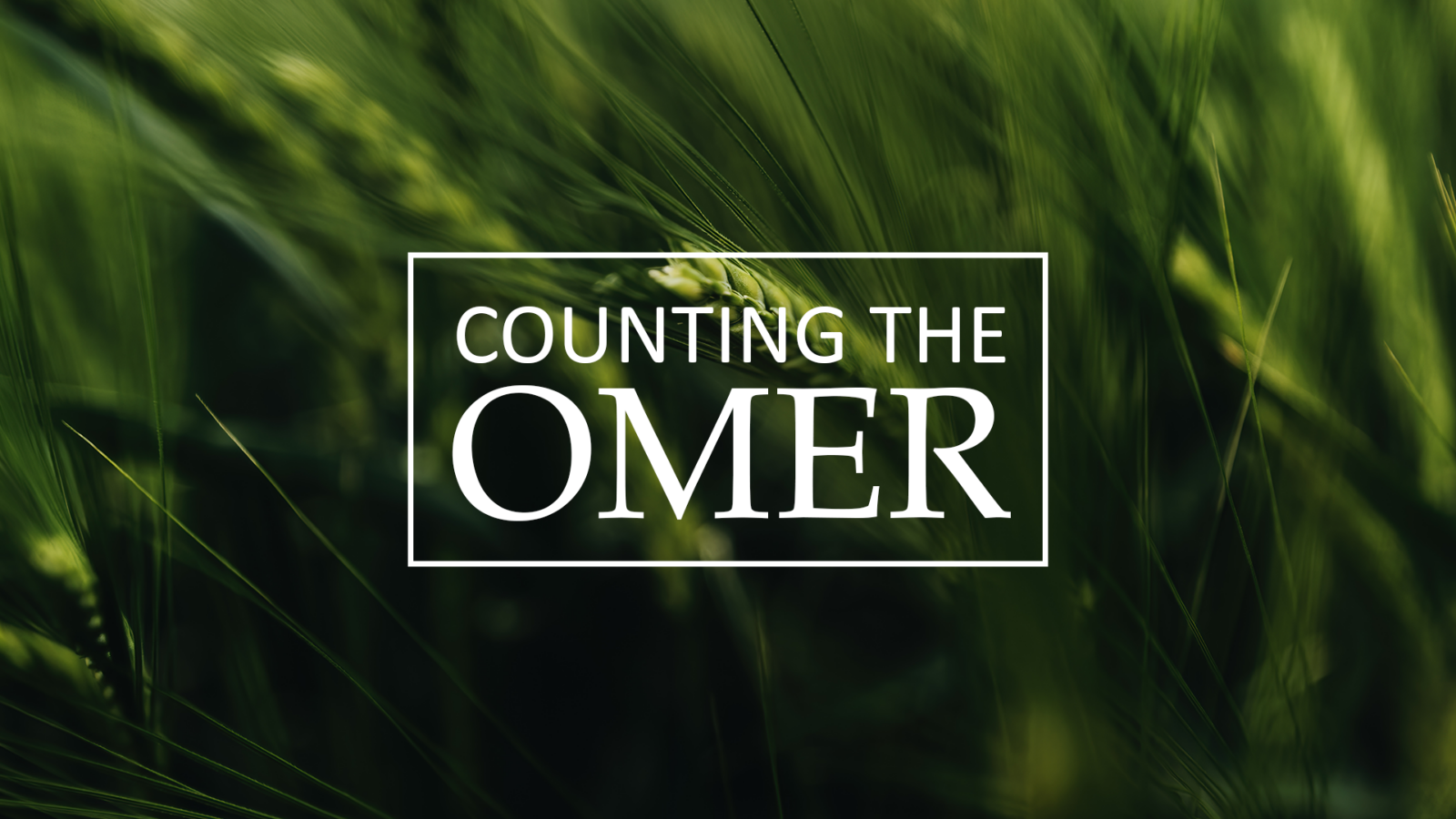 Between Passover and Pentecost lies a hidden season of transformation. The Counting of the Omer reveals how God uses this time to form our hearts and prepare us for deeper relationship with Him.